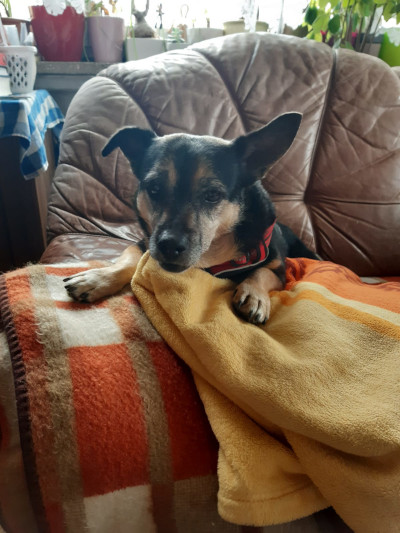 My dog Pola