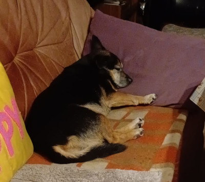 My dog Pola