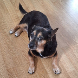 My Dog Pola
